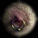  'MilevaNet' GayPages. The best on the Net for xxxStud Pics 